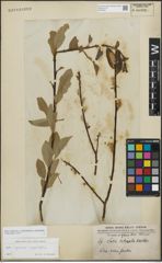 Foto von Salix myrsinifolia Salisb. x Salix phylicifolia L.